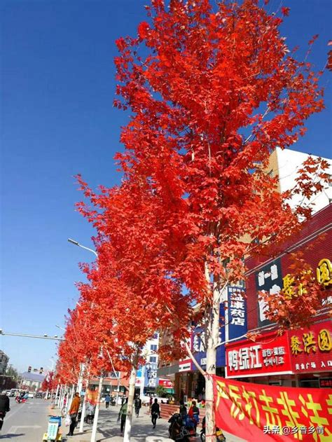 會 增值的 樹|庭院種植這5種樹 可提升房產價值 